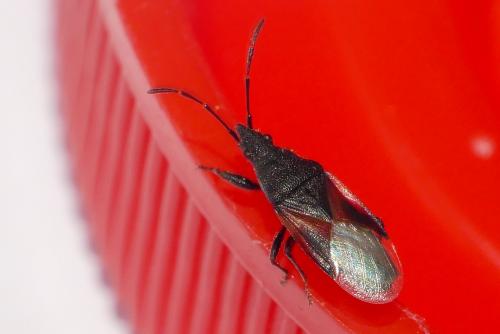 Réf. 285 283 : Oxycarenus lavaterae
